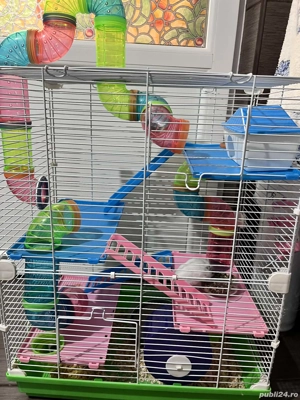 Hamsteri gratuit - imagine 5