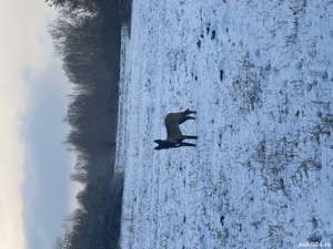 Disponibil mascul ciobănesc Malinois  - imagine 3