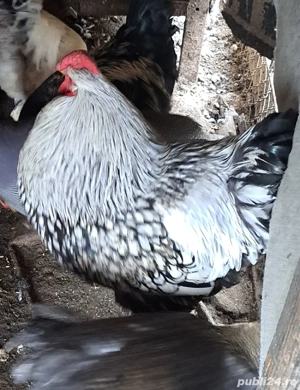 Cocoșii Wyandotte  - imagine 2