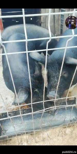 Vând porci între 65 70 kilograme 