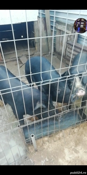 Vând porci între 65 70 kilograme  - imagine 3