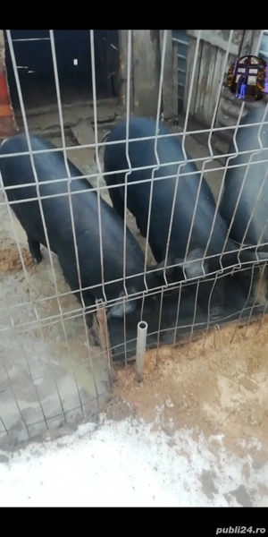 Vând porci între 65 70 kilograme  - imagine 2
