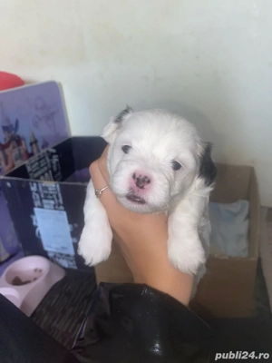 vand catei bichon  - imagine 3