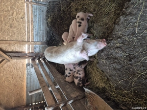 scroafa la a 2 a fatare cu 8 purcei, de 7 săptămâni 