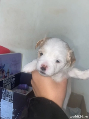 vand catei bichon  - imagine 2