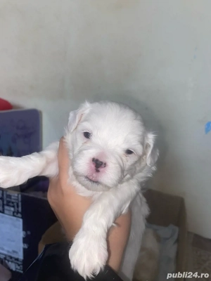vand catei bichon  - imagine 4