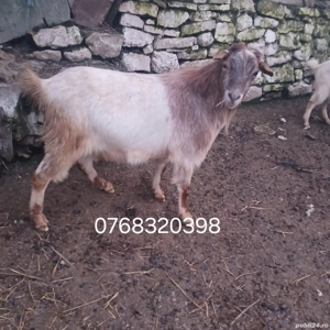 6 tapi  2 capre  si un berbec de vanzare sau lasati mesaj pe olx   - imagine 2