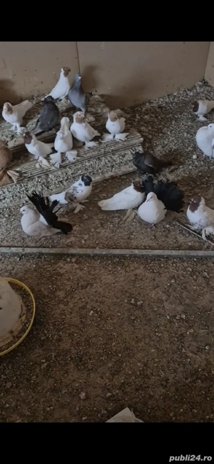 porumbei jucatori - imagine 3