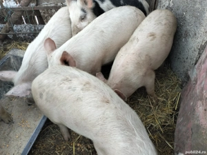 Șoldani de vânzare în vârstă de 3 luni 