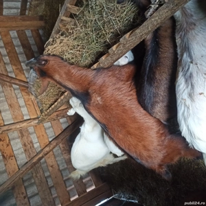 Țap de vânzare  - imagine 3