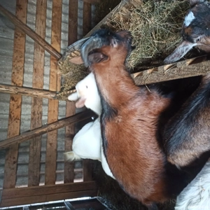 Țap de vânzare  - imagine 2