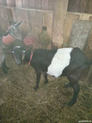 Capra metis de vânzare 