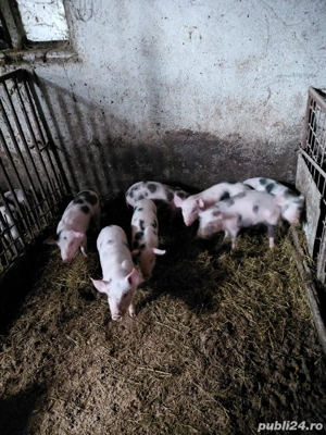 purcei de vânzare  - imagine 2