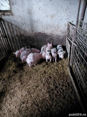 purcei de vânzare 