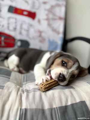 Pui beagle mascul 2 luni 