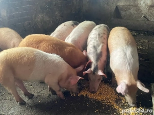 purcei petrean cu duroc - imagine 4