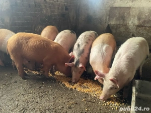 purcei petrean cu duroc