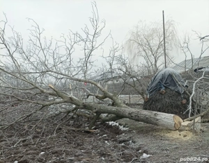 Vând trunchi NUC 3 metri - imagine 2