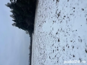 Teren extravilan Baiculesti - imagine 4