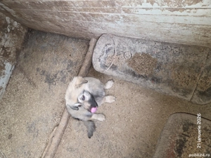 Vând cățel ciobanesc