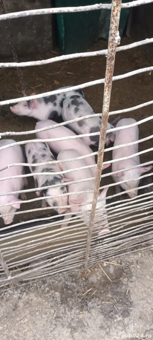 Purcei 7 saptămâni