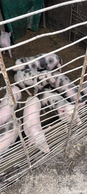 Purcei 7 saptămâni - imagine 2