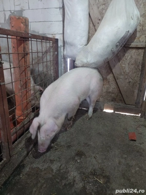 vand scroafa landrace  - imagine 2