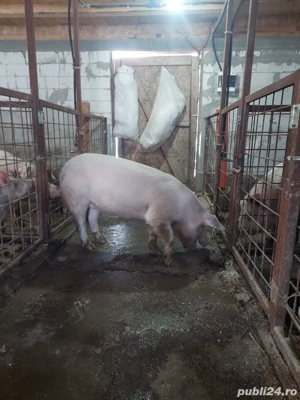 vand scroafa landrace  - imagine 3