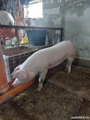 vand scroafa landrace 