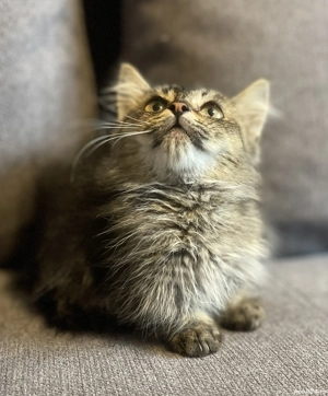 Pui pisica rasă Munchkin cu picioare scurte 