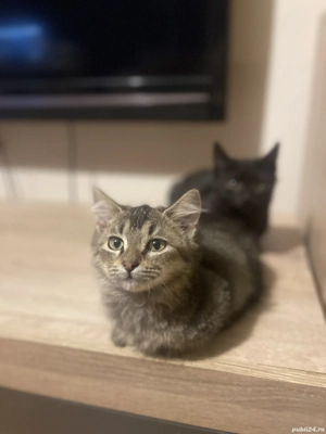 Pui pisica rasă Munchkin cu picioare scurte  - imagine 5