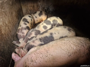 de vanzare    - imagine 2