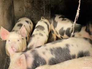 de vanzare    - imagine 3