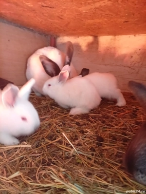 Iepuri uriasi de Transilvania - imagine 5