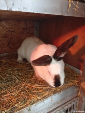 Iepuri uriasi de Transilvania - imagine 4