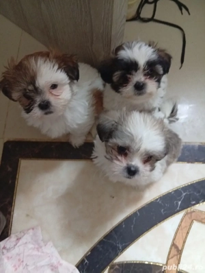 caut famili iubitoare  - imagine 2