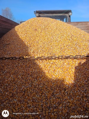 Boabe de porumb