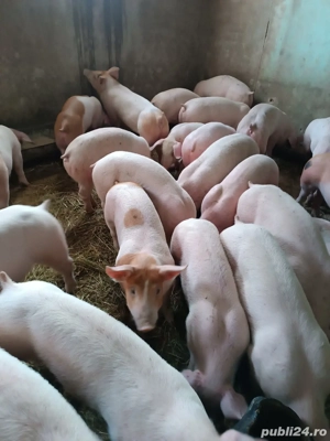 Purcei de carne  - imagine 4