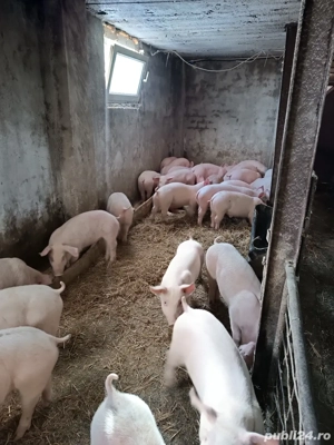 Purcei de carne  - imagine 5