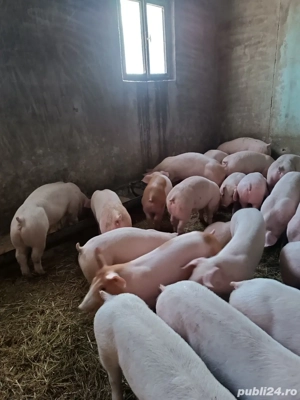 Purcei de carne  - imagine 3