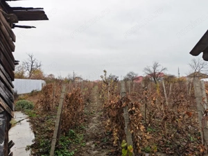 Casa Izvoare - imagine 5