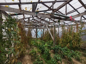 Casa Izvoare - imagine 3