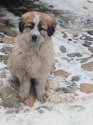 Cateluse ciobanesc Arges! 