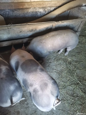 Vand godaci la aproximativ 50 kg  și porci de tăiat rasa de carne - imagine 3