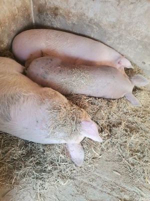 Vand godaci la aproximativ 50 kg  și porci de tăiat rasa de carne - imagine 2