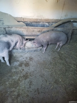 Vand godaci la aproximativ 50 kg  și porci de tăiat rasa de carne - imagine 4