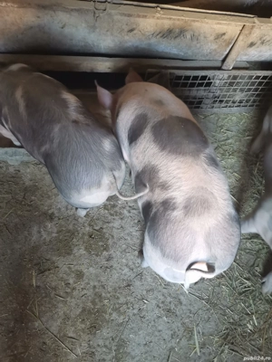 Vand godaci la aproximativ 50 kg  și porci de tăiat rasa de carne