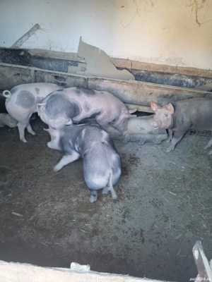 Vand godaci la aproximativ 50 kg  și porci de tăiat rasa de carne - imagine 5