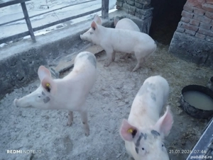 Porci de vanzare - imagine 2