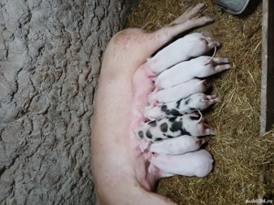 vînd scrafă cu purcei - imagine 4